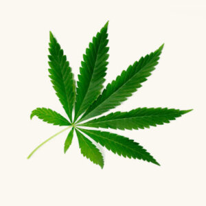 Cannabis Leaf
