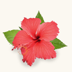 Hibiscus